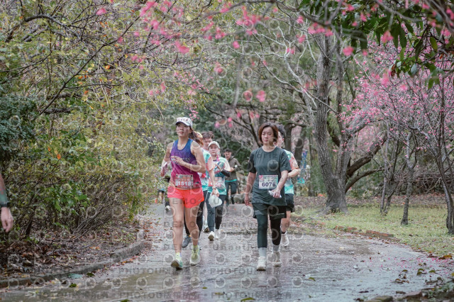 2026左岸竹東櫻花馬拉松Zhudong Sakura Marathon