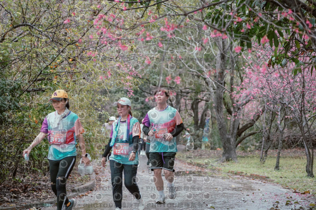 2026左岸竹東櫻花馬拉松Zhudong Sakura Marathon