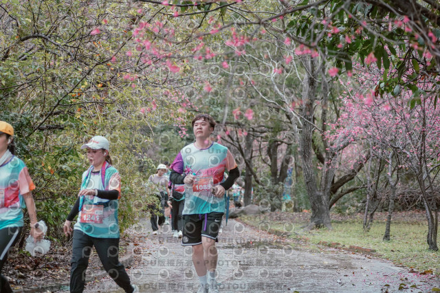 2026左岸竹東櫻花馬拉松Zhudong Sakura Marathon