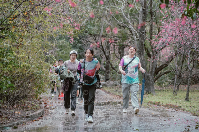 2026左岸竹東櫻花馬拉松Zhudong Sakura Marathon