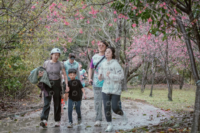2026左岸竹東櫻花馬拉松Zhudong Sakura Marathon