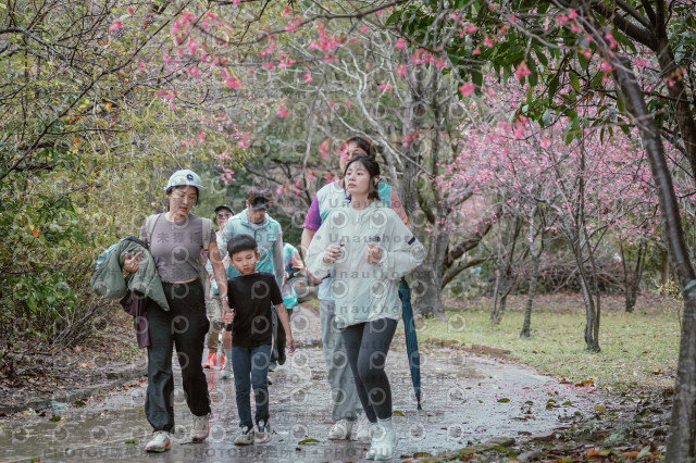 2026左岸竹東櫻花馬拉松Zhudong Sakura Marathon