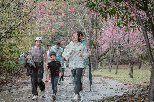 2026左岸竹東櫻花馬拉松Zhudong Sakura Marathon