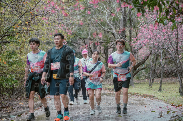 2026左岸竹東櫻花馬拉松Zhudong Sakura Marathon