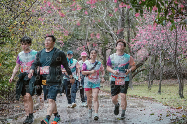 2026左岸竹東櫻花馬拉松Zhudong Sakura Marathon