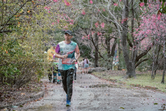 2026左岸竹東櫻花馬拉松Zhudong Sakura Marathon
