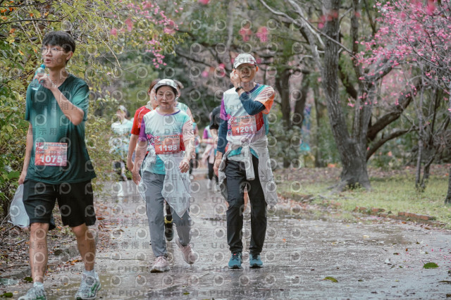 2026左岸竹東櫻花馬拉松Zhudong Sakura Marathon