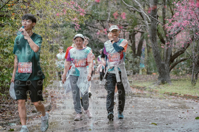 2026左岸竹東櫻花馬拉松Zhudong Sakura Marathon