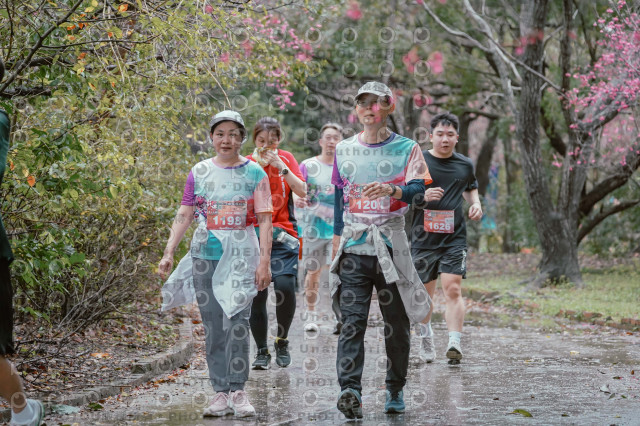 2026左岸竹東櫻花馬拉松Zhudong Sakura Marathon