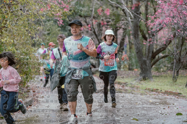 2026左岸竹東櫻花馬拉松Zhudong Sakura Marathon