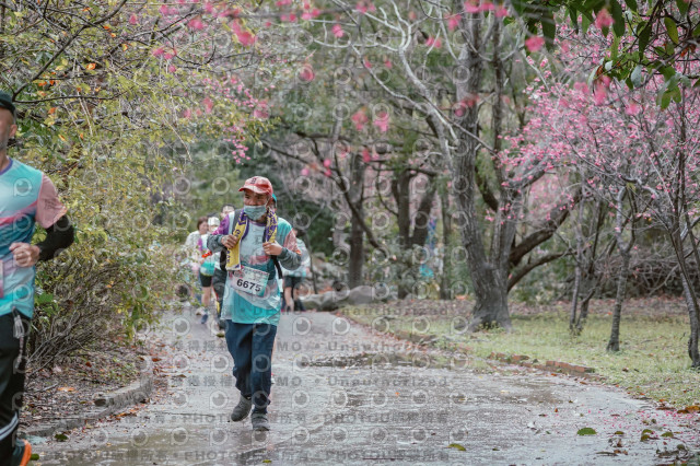 2026左岸竹東櫻花馬拉松Zhudong Sakura Marathon