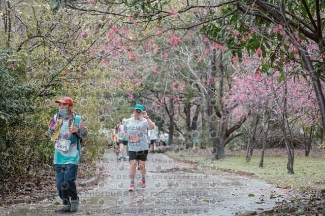 2026左岸竹東櫻花馬拉松Zhudong Sakura Marathon