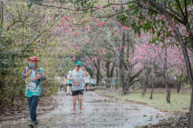 2026左岸竹東櫻花馬拉松Zhudong Sakura Marathon