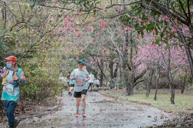 2026左岸竹東櫻花馬拉松Zhudong Sakura Marathon