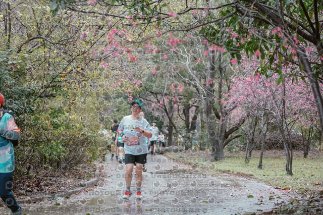 2026左岸竹東櫻花馬拉松Zhudong Sakura Marathon