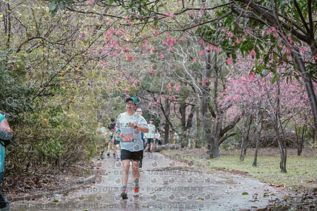 2026左岸竹東櫻花馬拉松Zhudong Sakura Marathon