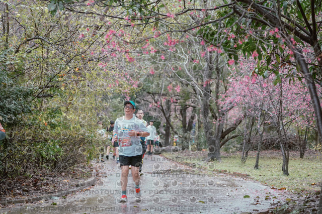 2026左岸竹東櫻花馬拉松Zhudong Sakura Marathon