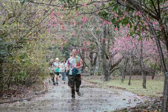 2026左岸竹東櫻花馬拉松Zhudong Sakura Marathon