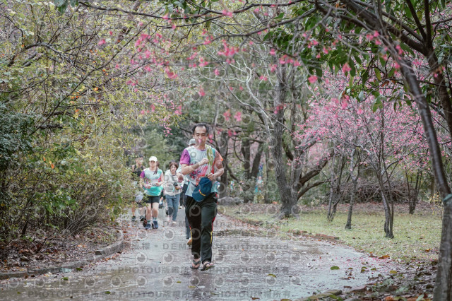 2026左岸竹東櫻花馬拉松Zhudong Sakura Marathon