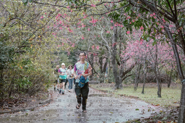 2026左岸竹東櫻花馬拉松Zhudong Sakura Marathon