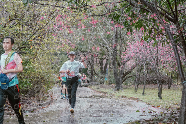 2026左岸竹東櫻花馬拉松Zhudong Sakura Marathon