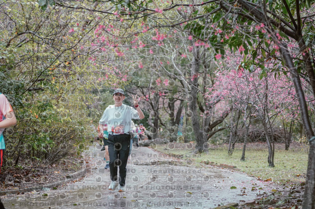 2026左岸竹東櫻花馬拉松Zhudong Sakura Marathon