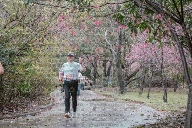 2026左岸竹東櫻花馬拉松Zhudong Sakura Marathon