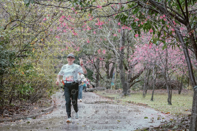 2026左岸竹東櫻花馬拉松Zhudong Sakura Marathon
