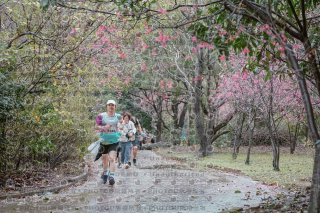 2026左岸竹東櫻花馬拉松Zhudong Sakura Marathon
