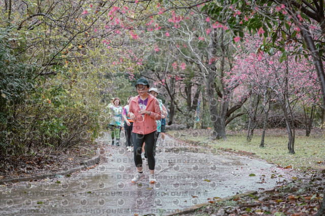 2026左岸竹東櫻花馬拉松Zhudong Sakura Marathon
