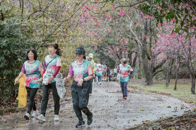 2026左岸竹東櫻花馬拉松Zhudong Sakura Marathon