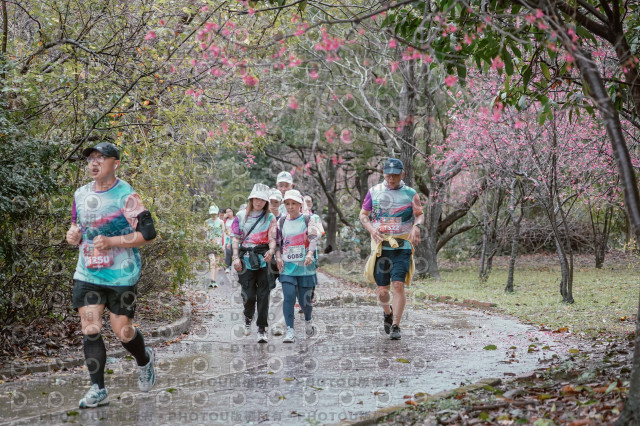 2026左岸竹東櫻花馬拉松Zhudong Sakura Marathon