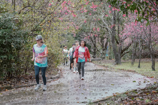 2026左岸竹東櫻花馬拉松Zhudong Sakura Marathon