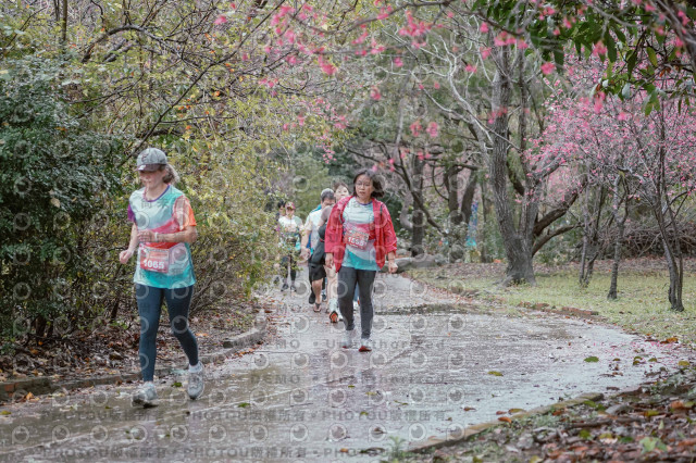 2026左岸竹東櫻花馬拉松Zhudong Sakura Marathon