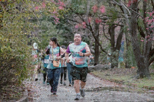 2026左岸竹東櫻花馬拉松Zhudong Sakura Marathon