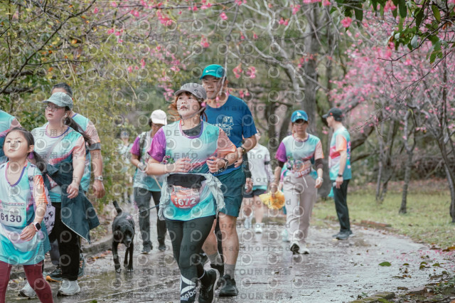 2026左岸竹東櫻花馬拉松Zhudong Sakura Marathon