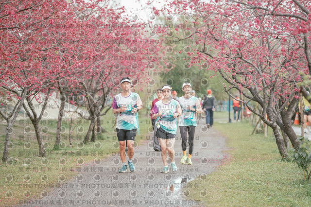 2026左岸竹東櫻花馬拉松Zhudong Sakura Marathon