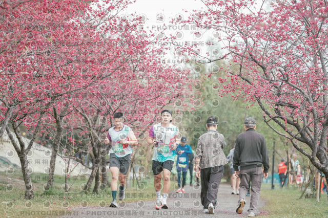 2026左岸竹東櫻花馬拉松Zhudong Sakura Marathon