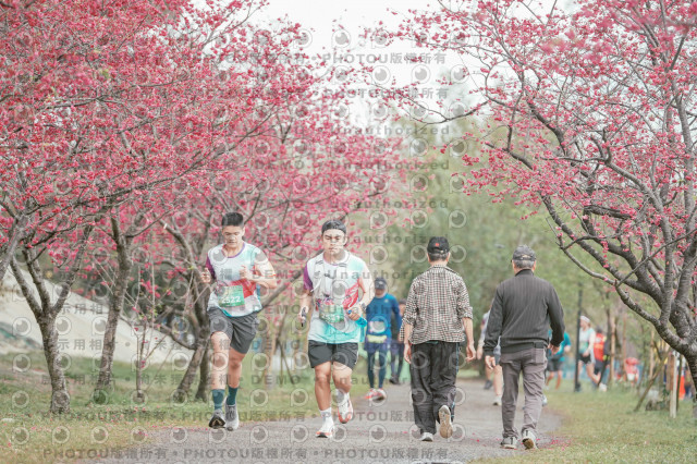 2026左岸竹東櫻花馬拉松Zhudong Sakura Marathon