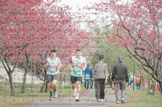 2026左岸竹東櫻花馬拉松Zhudong Sakura Marathon