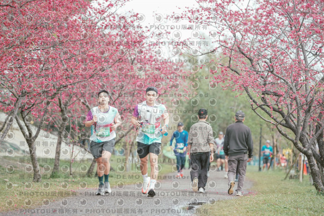 2026左岸竹東櫻花馬拉松Zhudong Sakura Marathon