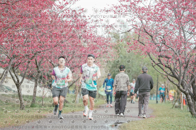 2026左岸竹東櫻花馬拉松Zhudong Sakura Marathon