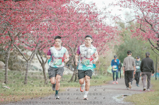2026左岸竹東櫻花馬拉松Zhudong Sakura Marathon