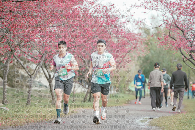 2026左岸竹東櫻花馬拉松Zhudong Sakura Marathon