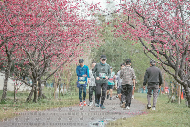 2026左岸竹東櫻花馬拉松Zhudong Sakura Marathon