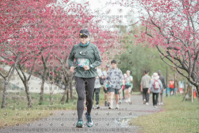 2026左岸竹東櫻花馬拉松Zhudong Sakura Marathon