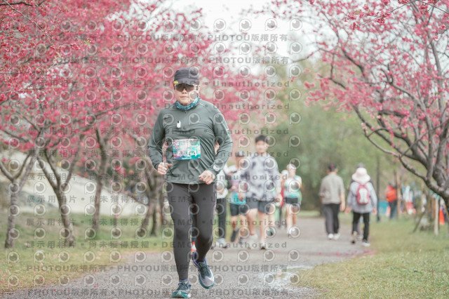 2026左岸竹東櫻花馬拉松Zhudong Sakura Marathon