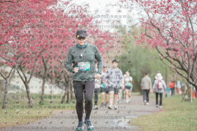 2026左岸竹東櫻花馬拉松Zhudong Sakura Marathon