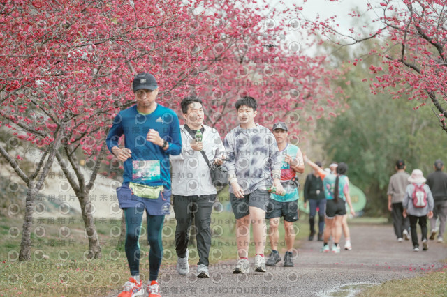 2026左岸竹東櫻花馬拉松Zhudong Sakura Marathon