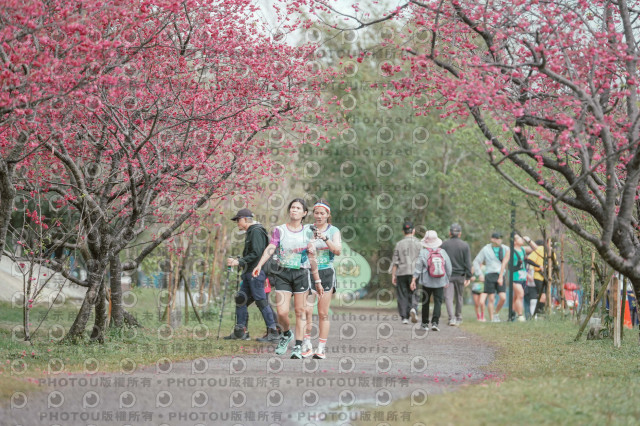 2026左岸竹東櫻花馬拉松Zhudong Sakura Marathon